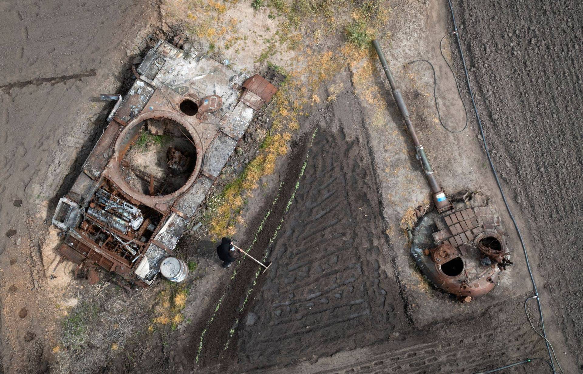 A man plants sunflowers in his garden near a damaged Russian tank and its turret in the village of Velyka Dymerka